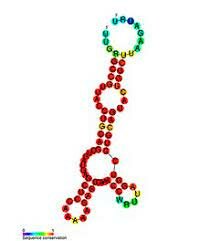 Els ribozims i els XNA