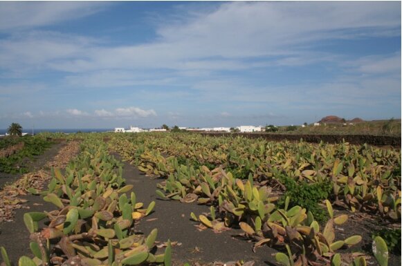 Se inicia la producción de cochinilla en La Laguna, un tinte natural que se exporta a Europa y que se convierte en uno de los productos más valiosos de la economía canaria.