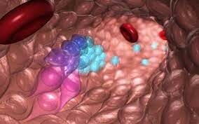 Creación de células madre