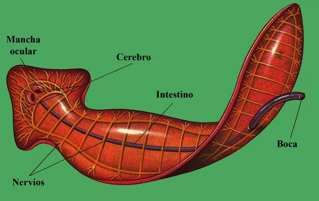 Aparición del sistema nervioso