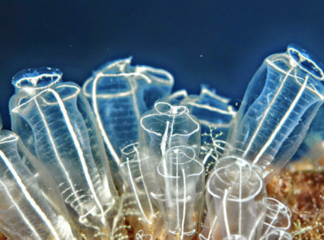 Agrupaciones neuronales