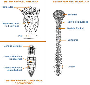 Dos tipos de organización nerviosa