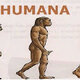 Evoluciohumana