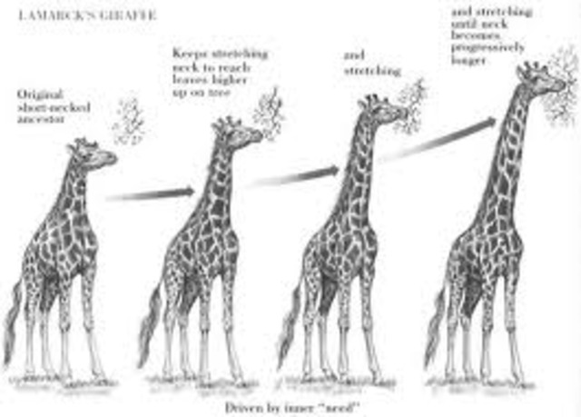 Giraffes
