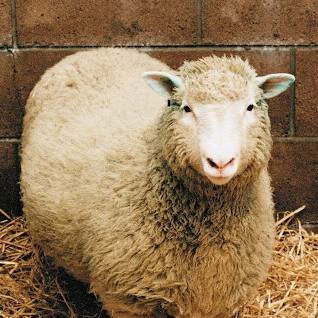 Nace la oveja Dolly