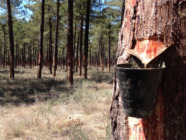 La resina dels arbres. (la fusta)
