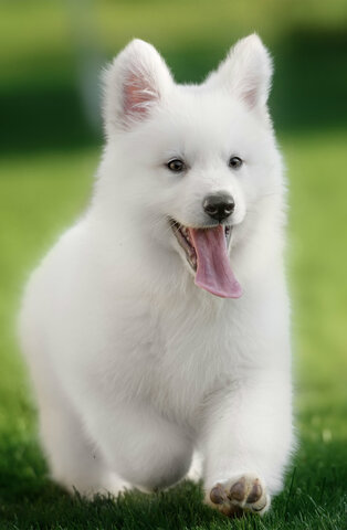 I get a dog