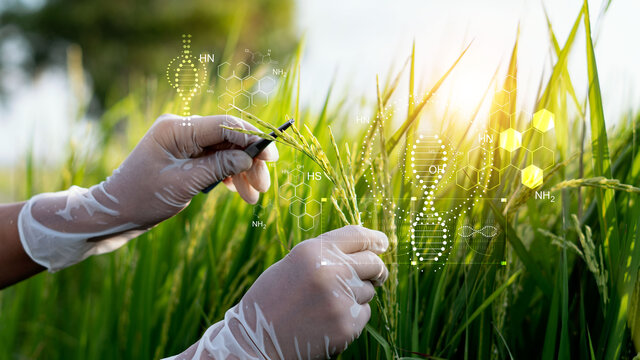 Scientific plant breeding