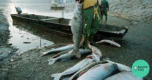 Derrame de cianuro de Rumania