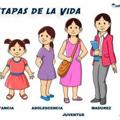 Timeline: Etapas de la vida