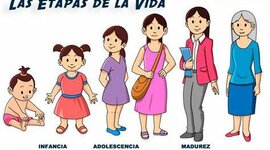 Timeline: Etapas de la vida
