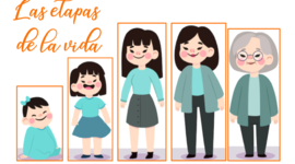 Timeline: Las etapas de la vida