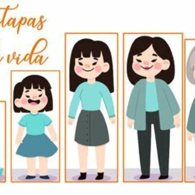 Timeline: etapas de la vida