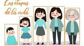 Timeline: etapas de la vida