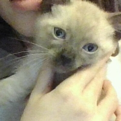 Timeline: La meva linea del temps