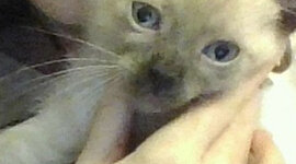 Timeline: La meva linea del temps