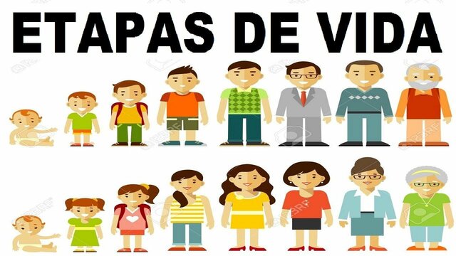 Las etapas de la vida