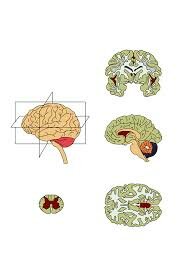 Kurt Goldstein - Neuropsicología clínica.