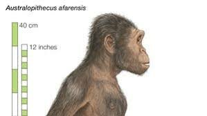Australopithecus afarensis