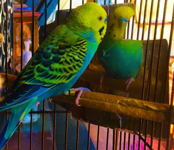 Budgie