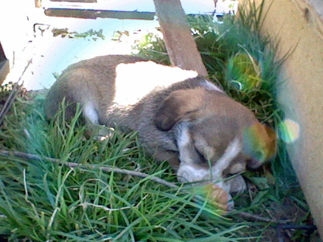 En Brown arriba a casa