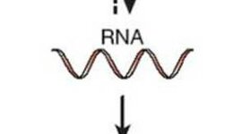 Timeline: History of Central Dogma