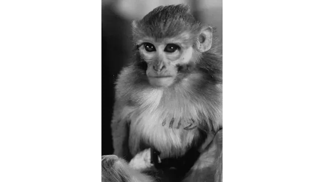 First animals to return from space alive