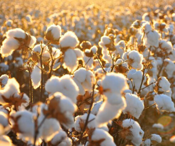 Abolition of the Atlantic slave trade