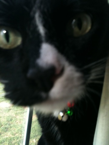 Got My First Cat, Pedro