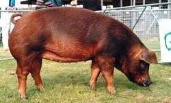 Duroc swine