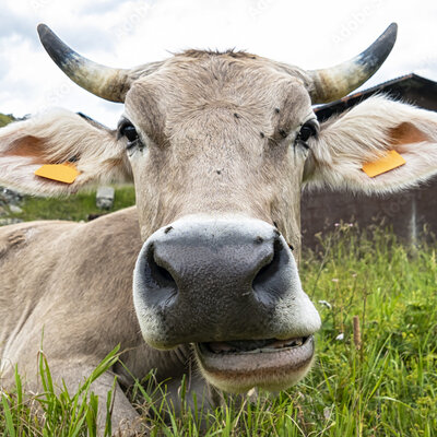 Timeline: animal breeds timeline