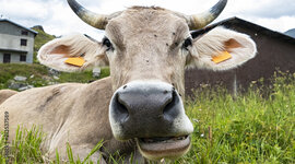 Timeline: animal breeds timeline