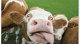 Timeline: animal breeds timeline