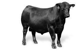 angus (cattle)
