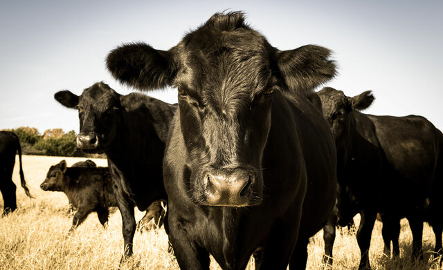 Cattle-Angus