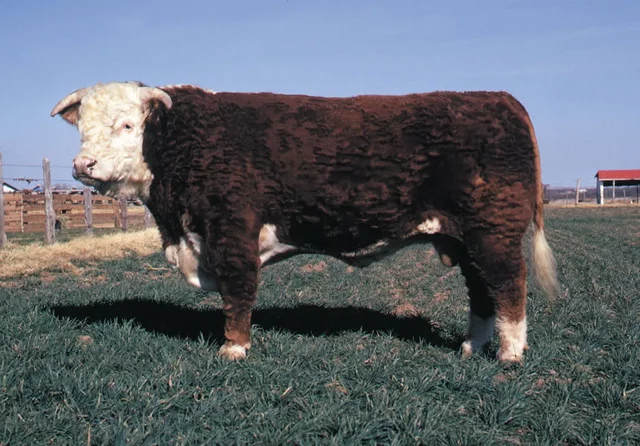 polled hereford