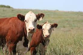 Cattle-Polled Hereford