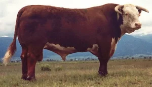 Cattle Hereford