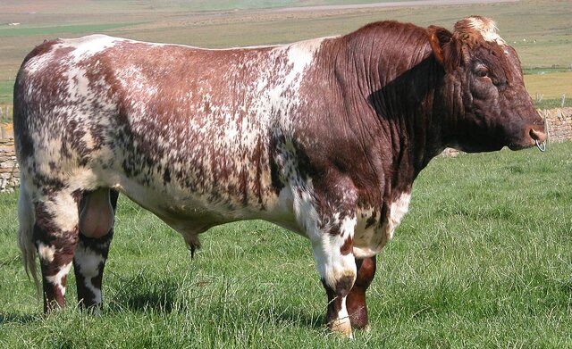 shorthorn