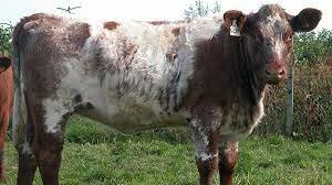 shorthorn