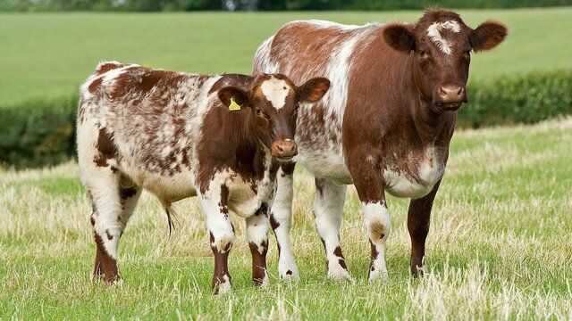 Cattle-Short Horn