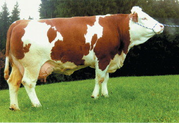 simmental