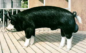 berkshire swine