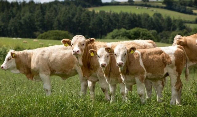 Simmental