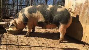 spotted swine