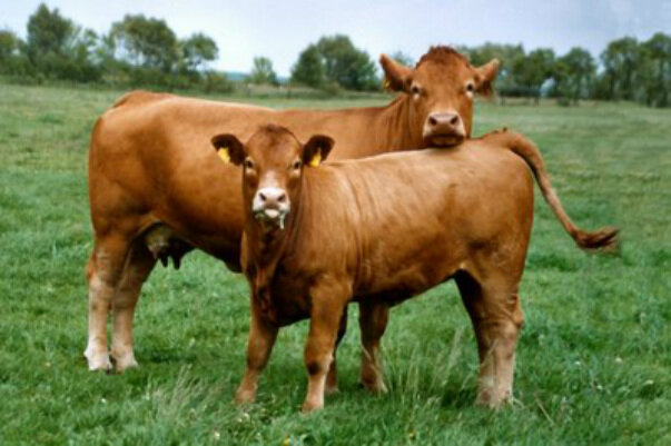 Cattle-Gelbvieh