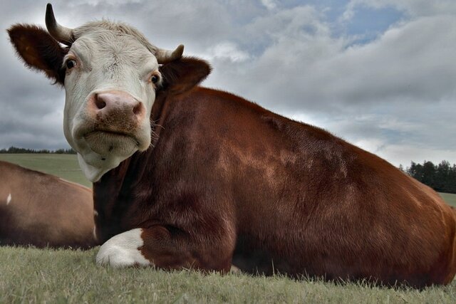Cattle-Maine Anjou
