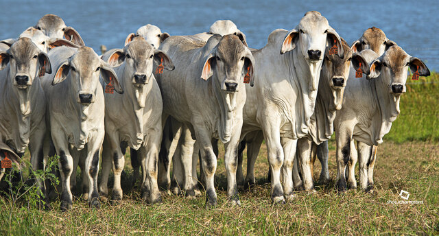Cattle-Brahman