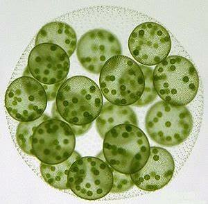 Primeros organismos pluricelulares