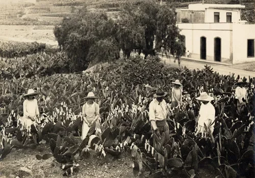 Crisis de la cochinilla